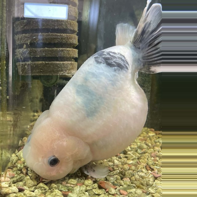 事務所で飼っているらんちゅう